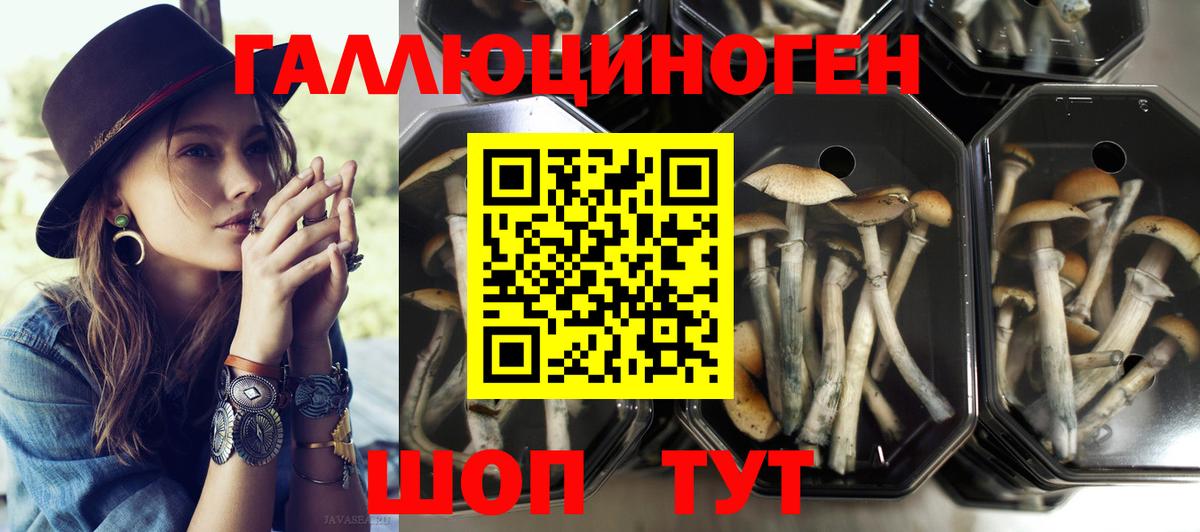 Псилоцибиновые грибы Psilocybine cubensis Братск